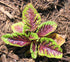 AMARANTH GREENS 'Bicolour' seeds