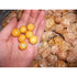 CAPE GOOSEBERRY / GROUND CHERRY / PHYSALIS - Boondie Seeds