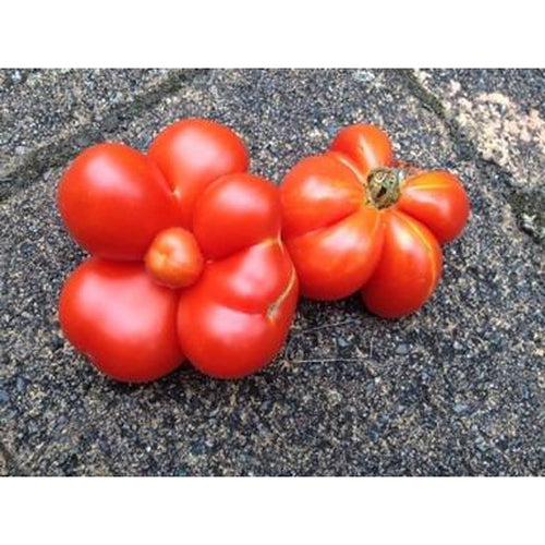 TOMATO 'Reisetomate' - Boondie Seeds