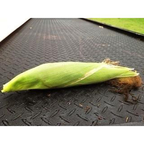 SWEET CORN 'Balinese' - Boondie Seeds