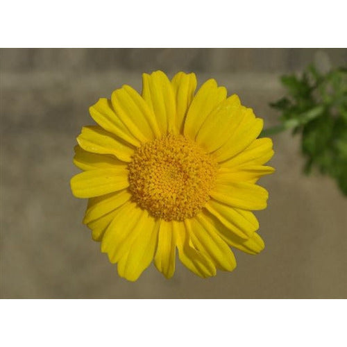 EDIBLE CHRYSANTHEMUM / Garland Chrysanthemum Serrated leaf / Glebionis coronaria - Boondie Seeds