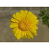 EDIBLE CHRYSANTHEMUM / Garland Chrysanthemum Serrated leaf / Glebionis coronaria - Boondie Seeds