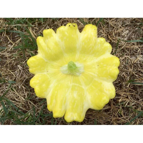 SQUASH 'Custard' - Boondie Seeds