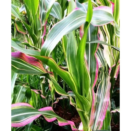 CORN / MAIZE 'Striped Japonica' *RARE* seeds