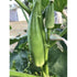 OKRA ''Gold Coast' - Boondie Seeds