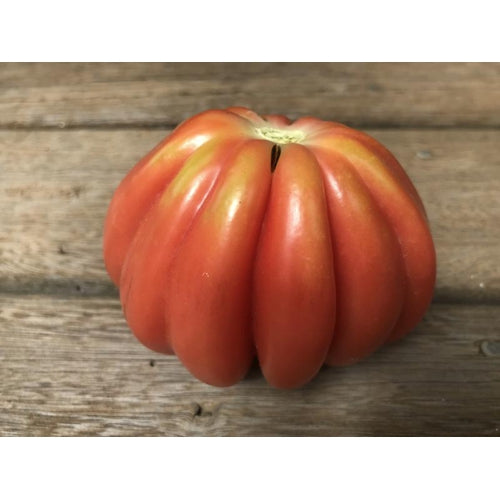 TOMATO 'Pink Accordian' seeds