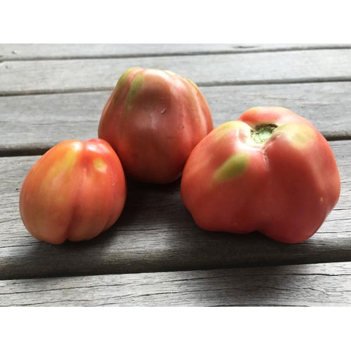 TOMATO 'Pink Accordian' seeds