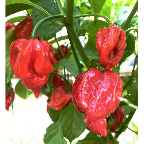 CHILLI 'Trinidad Moruga' SUPER HOT seeds