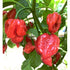 CHILLI 'Trinidad Moruga' SUPER HOT seeds