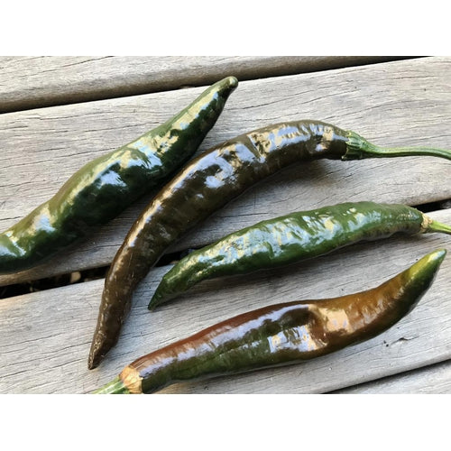 CHILLI 'Pasilla Bajio' - Boondie Seeds