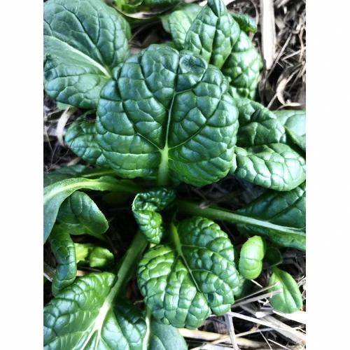 MUSTARD 'Yukina Savoy' - Boondie Seeds