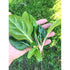 SPINACH 'Barese' / Silverbeet / Chard - Boondie Seeds