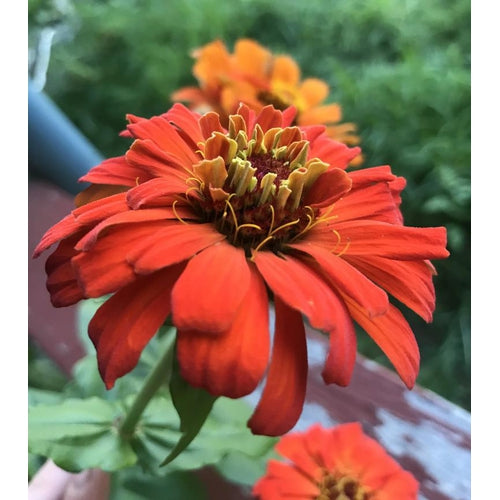 ZINNIA 'Oriole - Orange + Gold seeds