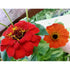 ZINNIA 'Oriole - Orange + Gold seeds