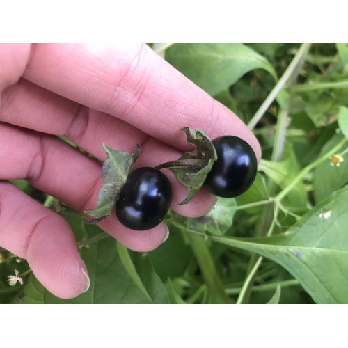 JALTOMATO BERRY seeds