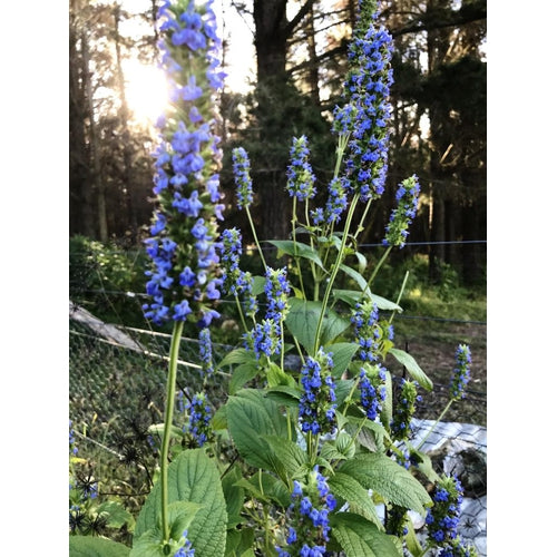 CHIA 'Black Seeded' /Salvia hispanica seeds