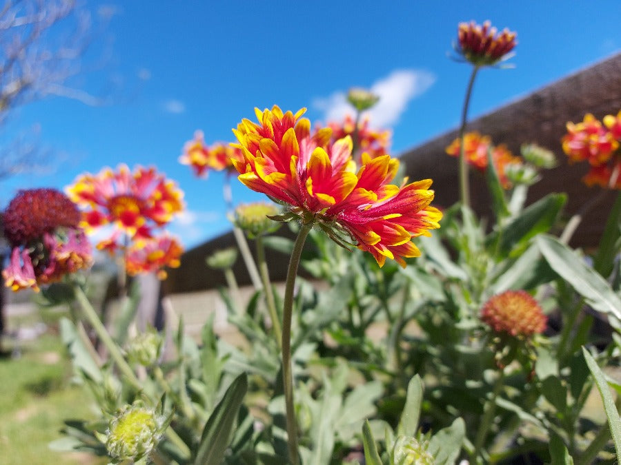 GAILLARDIA / Blanket Flower 'Lorenzianna Mix' seeds