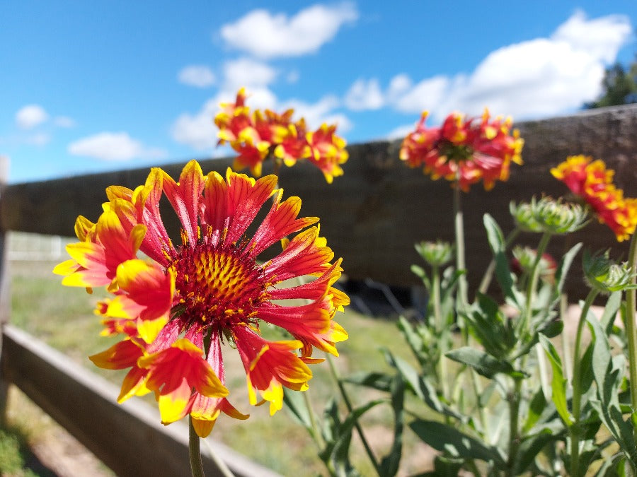 GAILLARDIA / Blanket Flower 'Lorenzianna Mix' seeds