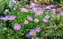 SWAN RIVER DAISY / BRACHYSCOME 'Blue Splendour' *NATIVE* seeds