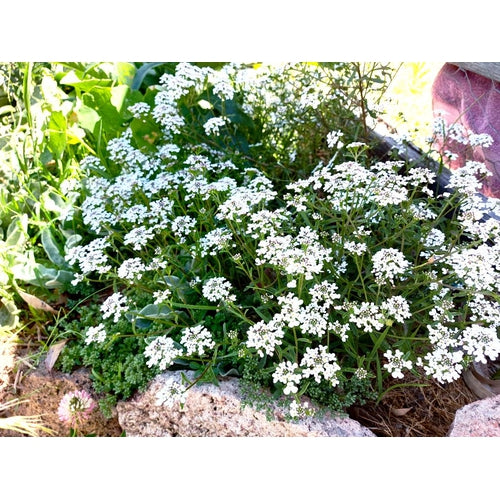 ROCKET CANDYTUFT Empress White seeds