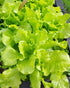 LETTUCE 'Black Seeded Simpson' seeds