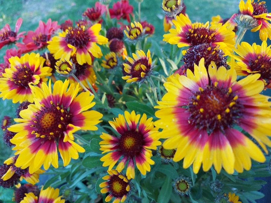 GAILLARDIA / Blanket Flower 'Dwarf Goblin' seeds