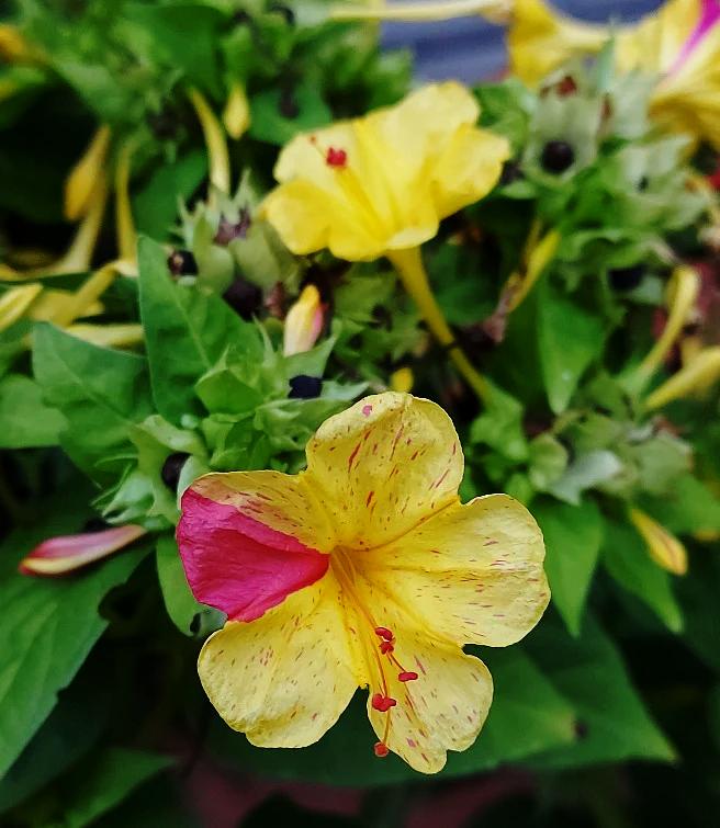 4 OCLOCKS / Mirabilis jalalpa 'Mix' / Four o'clocks seeds