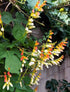 EXOTIC LOVE VINE / MINA LOBATA  *Climbing* seeds