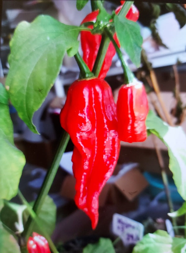 CHILLI 'Ghost / Bhut Jolokia' SUPER HOT seeds