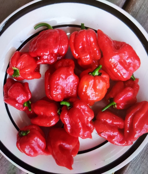 CHILLI 'Carolina Reaper' SUPER HOT seeds