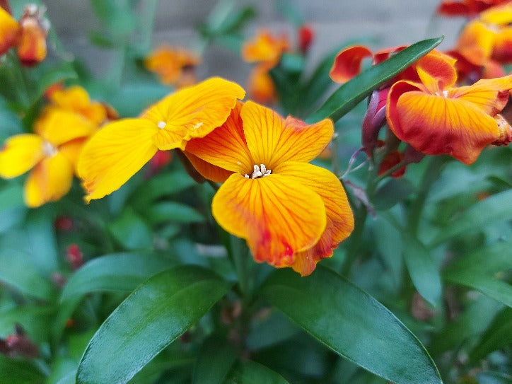 WALLFLOWER 'Single mixed' seeds