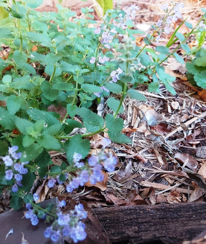 CATMINT Nepeta mussini seeds