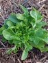 LETTUCE 'Green Oakleaf' seeds