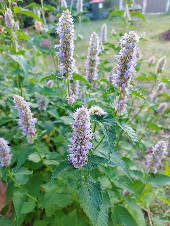 ANISE HYSSOP Agastache foeniculum seeds