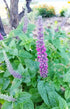 IRANIAN WOOD SAGE / Teucrium hircanicum ‘Purple Tails’  seeds