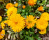 CALENDULA / English Marigold 'Golden' seeds