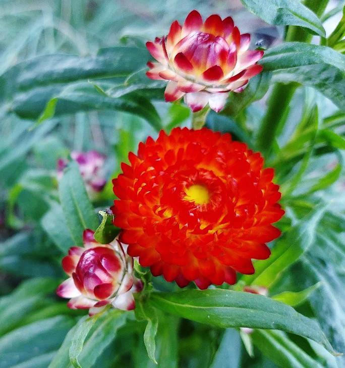 PAPER DAISY 'Scarlet Red' / STRAWFLOWER / EVERLASTING DAISY seeds