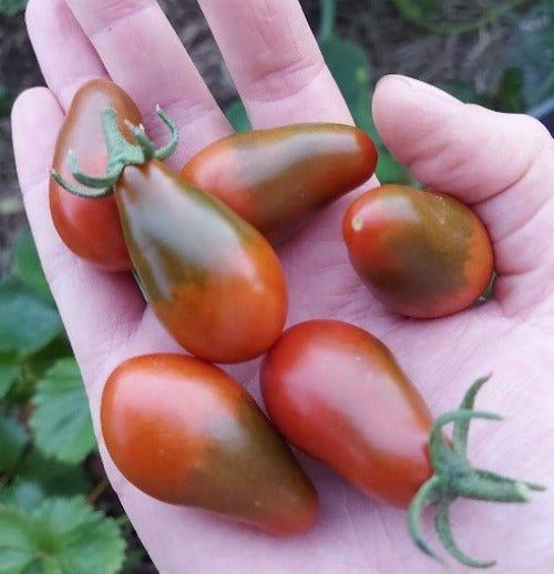 TOMATO CHERRY 'Mini Chocolate Pear' seeds