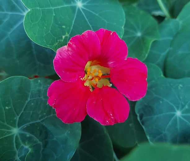 NASTURTIUM 'Jewel Cherry Rose' seeds