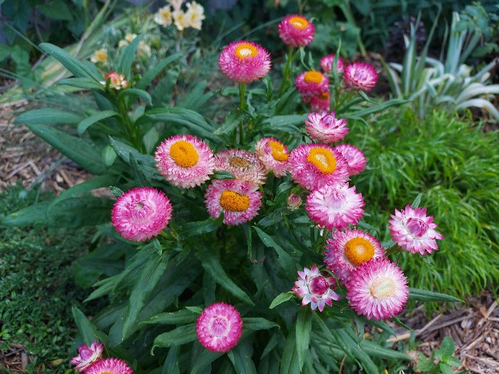 PAPER DAISY 'Dwarf Tom Thumb Mix' / STRAWFLOWER seeds *Good for pots*