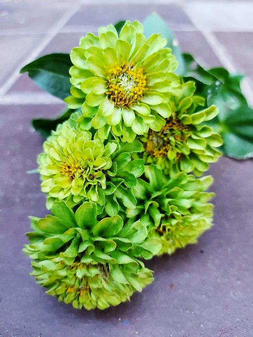 ZINNIA 'Lime Green Envy' seeds