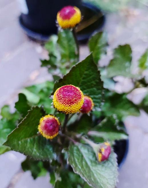 ACMELLA OLERACEA / Spilanthes / Toothache Plant - seeds