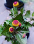 ACMELLA OLERACEA / Spilanthes / Toothache Plant - seeds