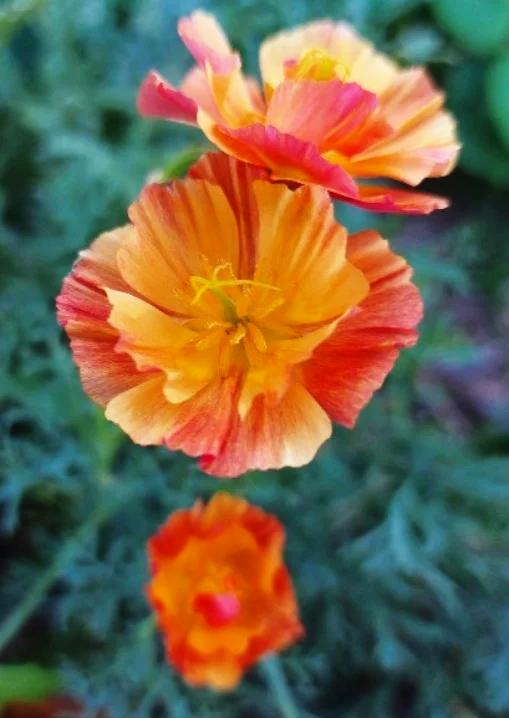 CALIFORNIAN POPPY 'Apricot Chiffon' seeds