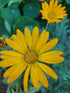 CAPE MARIGOLD Dimorphotheca sinuata / African Daisy seeds