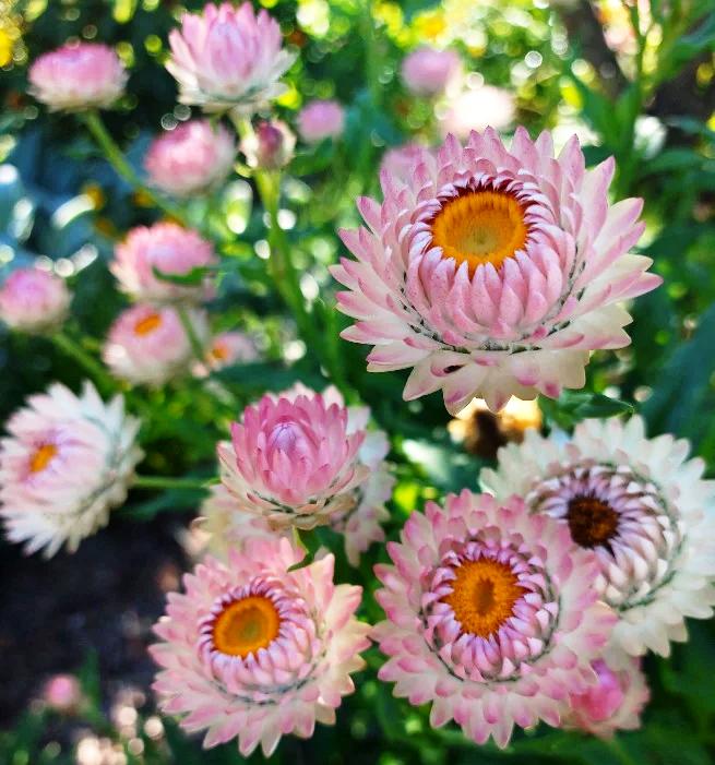 PAPER DAISY 'Silvery Rose' / STRAWFLOWER / EVERLASTING DAISY seeds