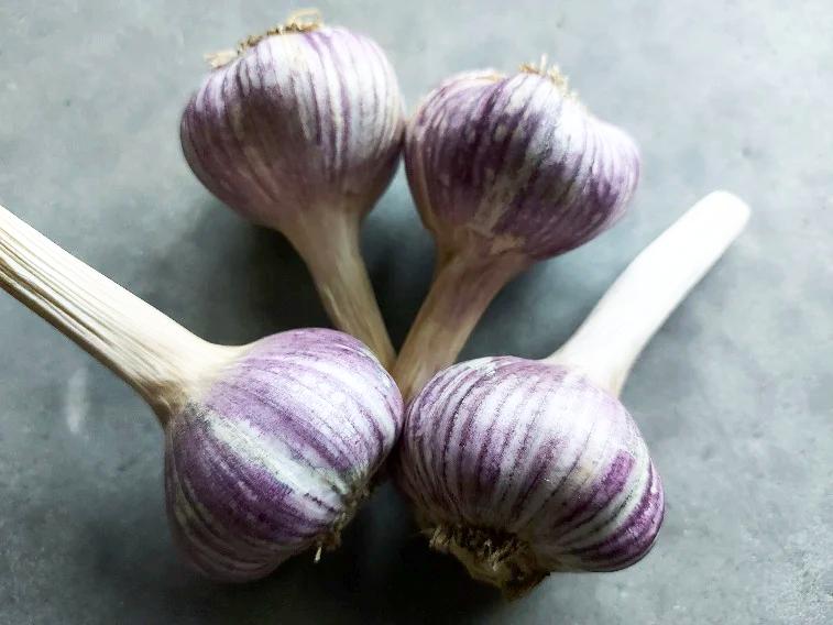 GARLIC BULBS -Japanese Red (Turban) *RARE*