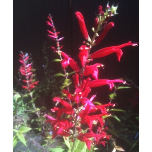 PINEAPPLE SAGE - plant - Boondie Seeds