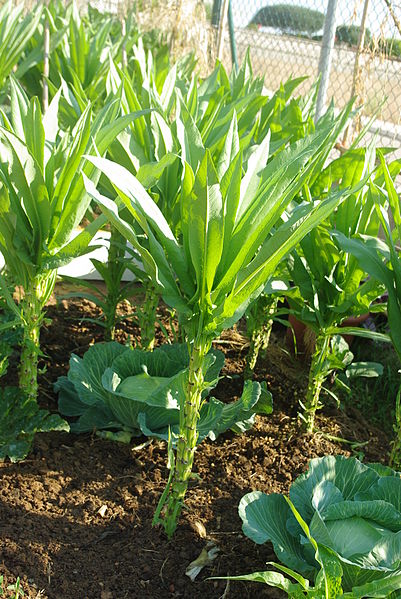 CELTUCE 'Summer' seeds