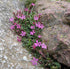 ROCK SOAPWORT 'Rose Pink' / SAPONARIA seeds